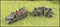 FLAK 36 & Sd 7