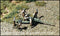 Individual Russian Artillery Crews - Summer